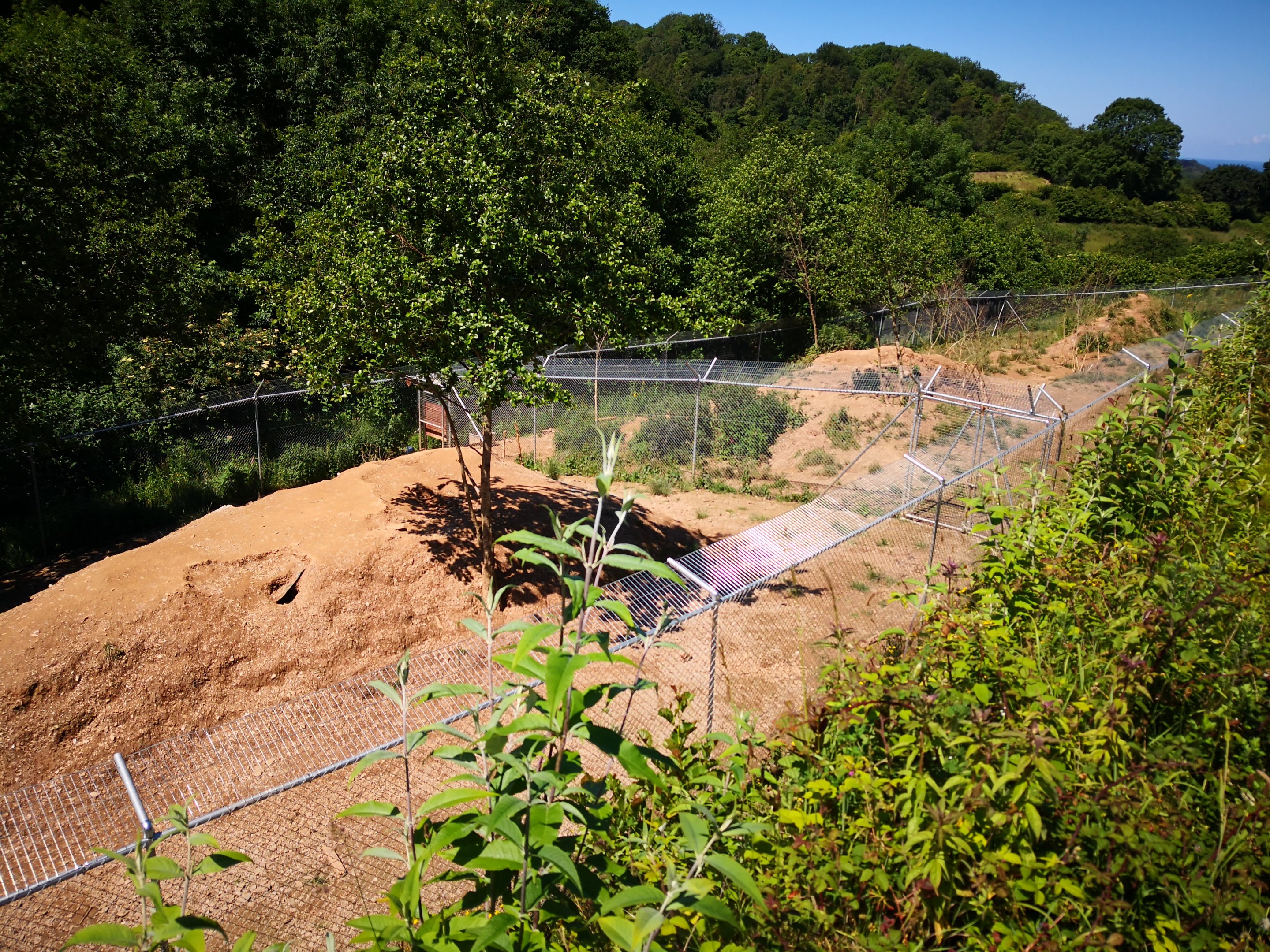 Hudson Bay Wolf Exhibit
