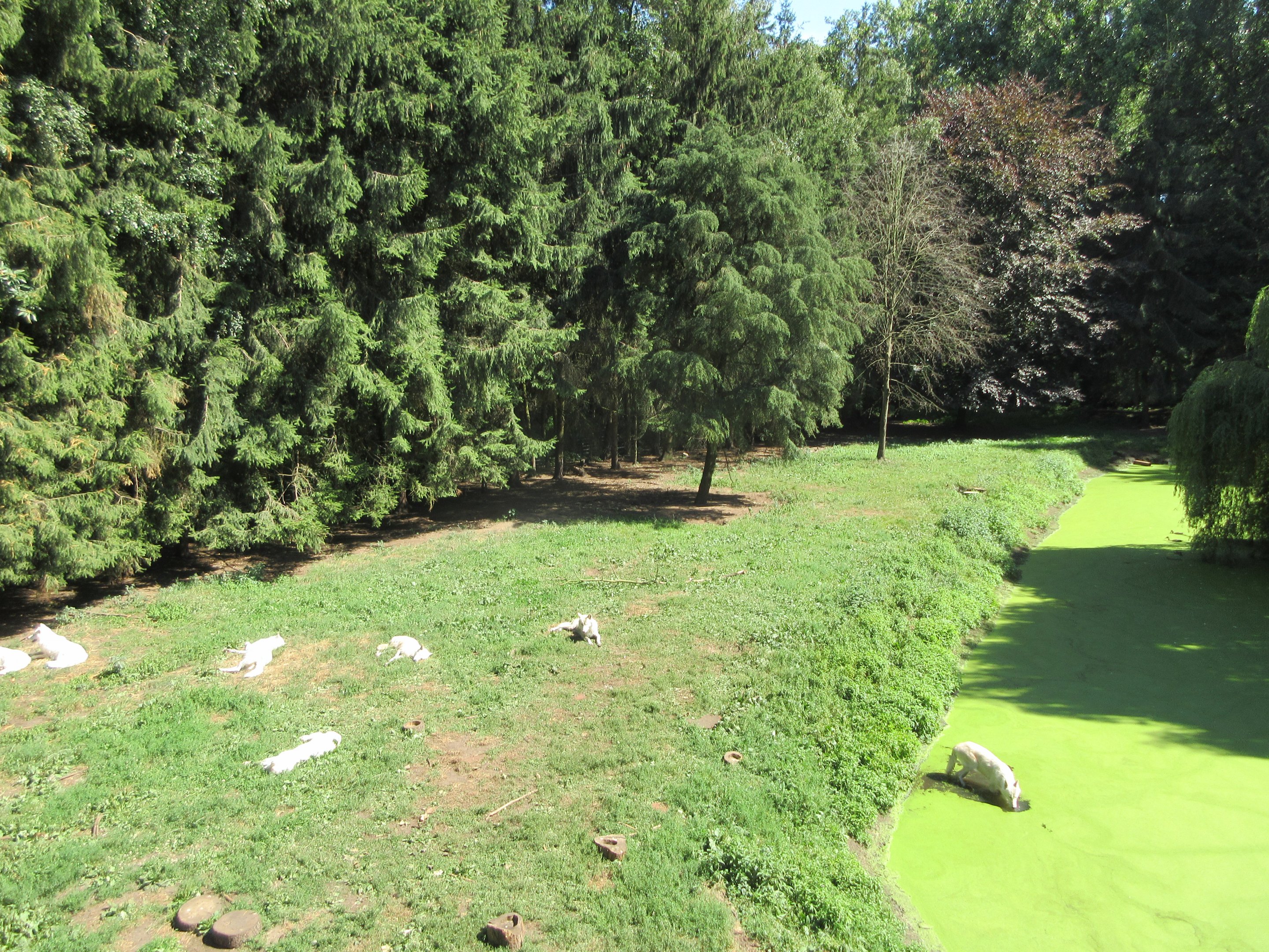 Hudson Bay Wolf Exhibit