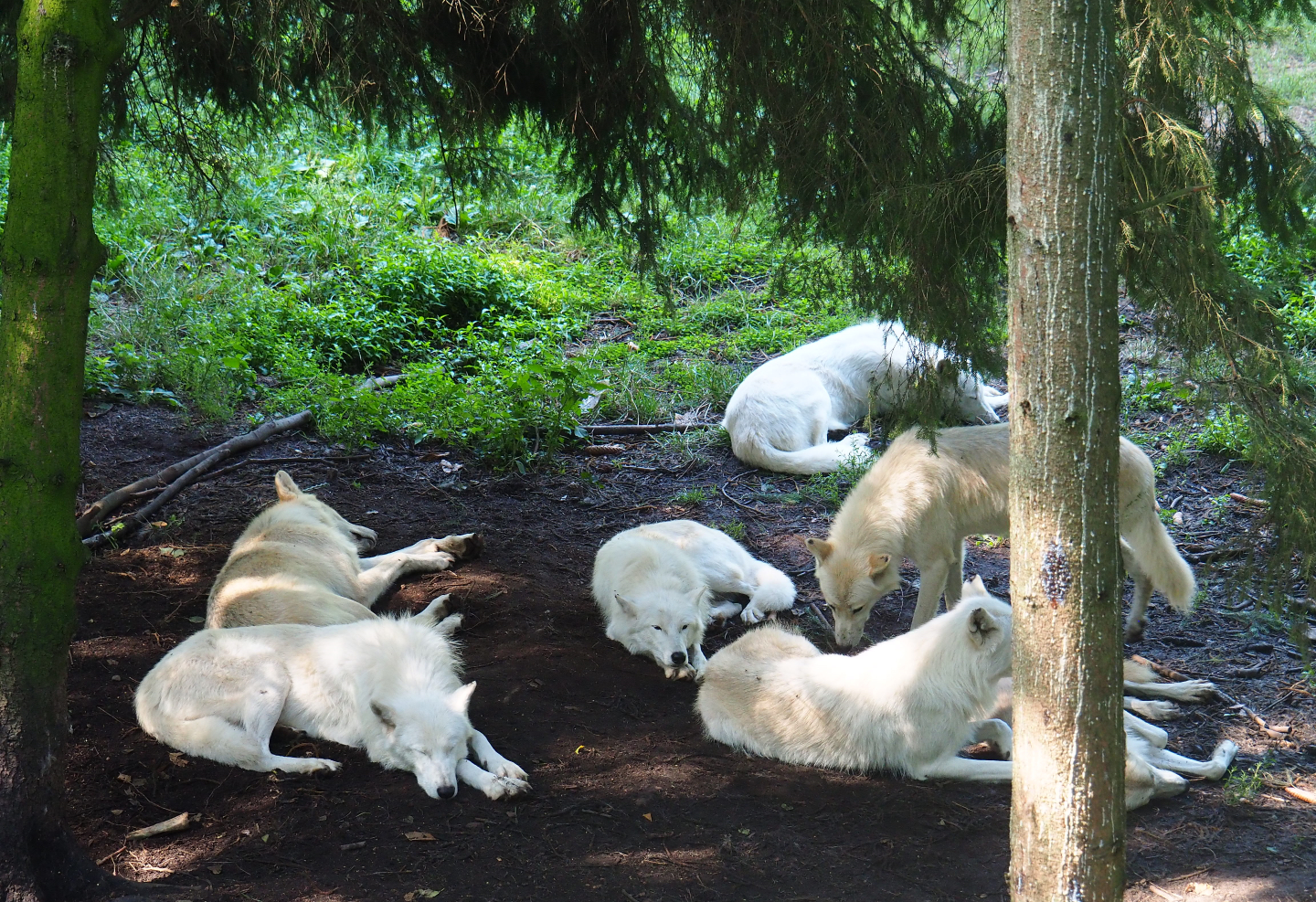 Hudson Bay wolf pack (Canis lupus hudsonicus), 2019-08-04