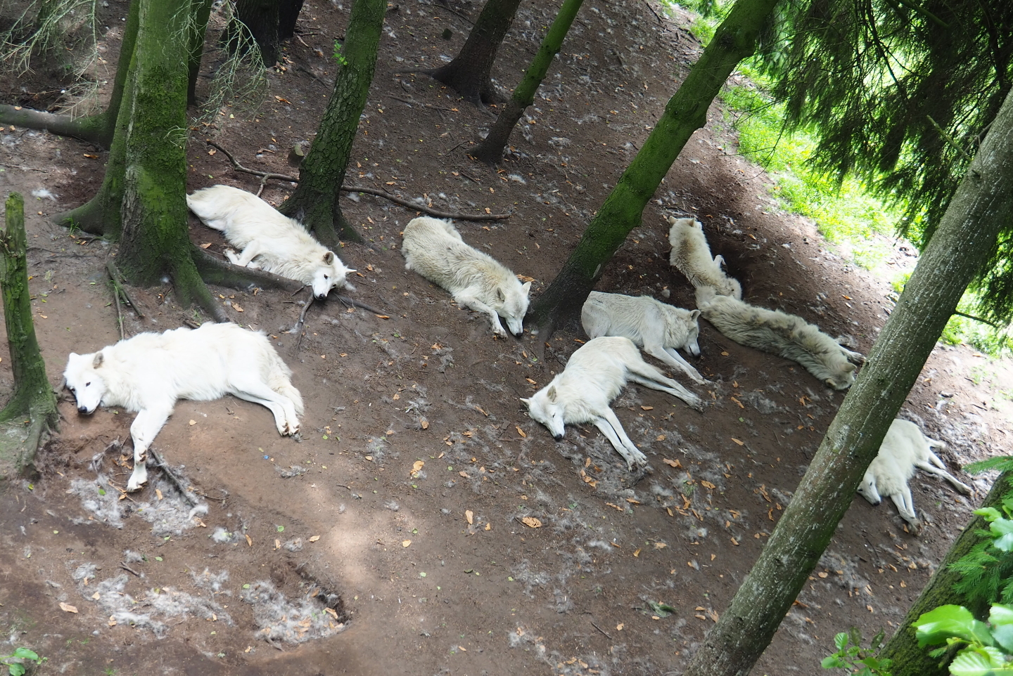 Hudson Bay wolf pack (Canis lupus hudsonicus), 2021-06-15