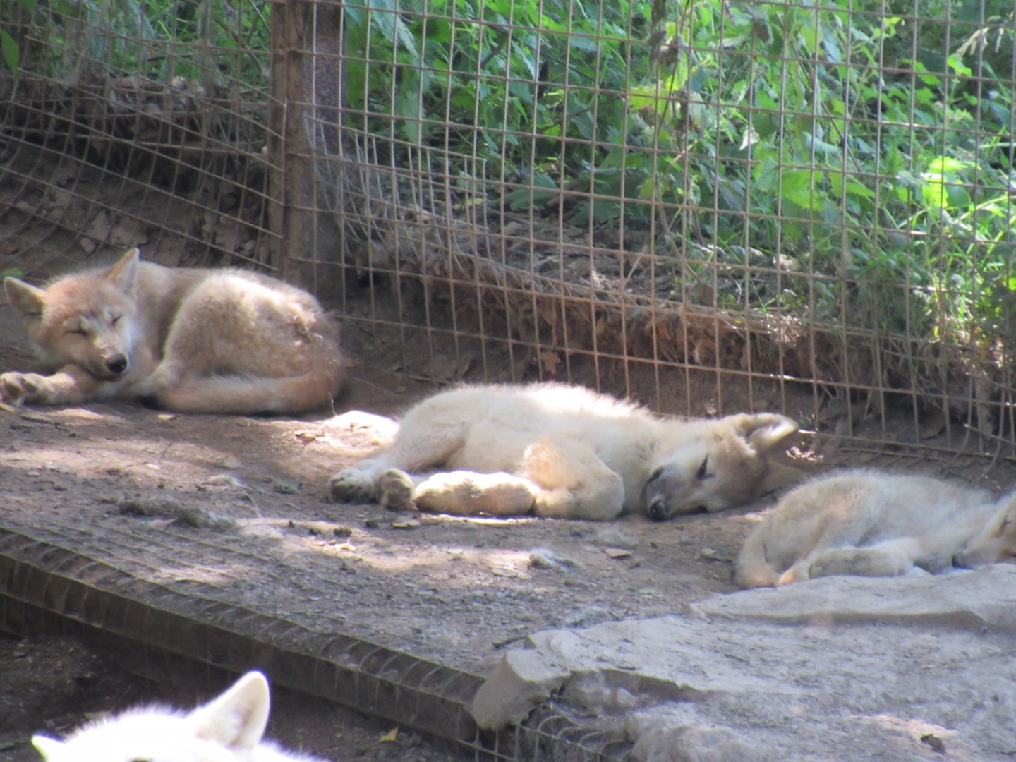 Hudson Bay Wolf puppies