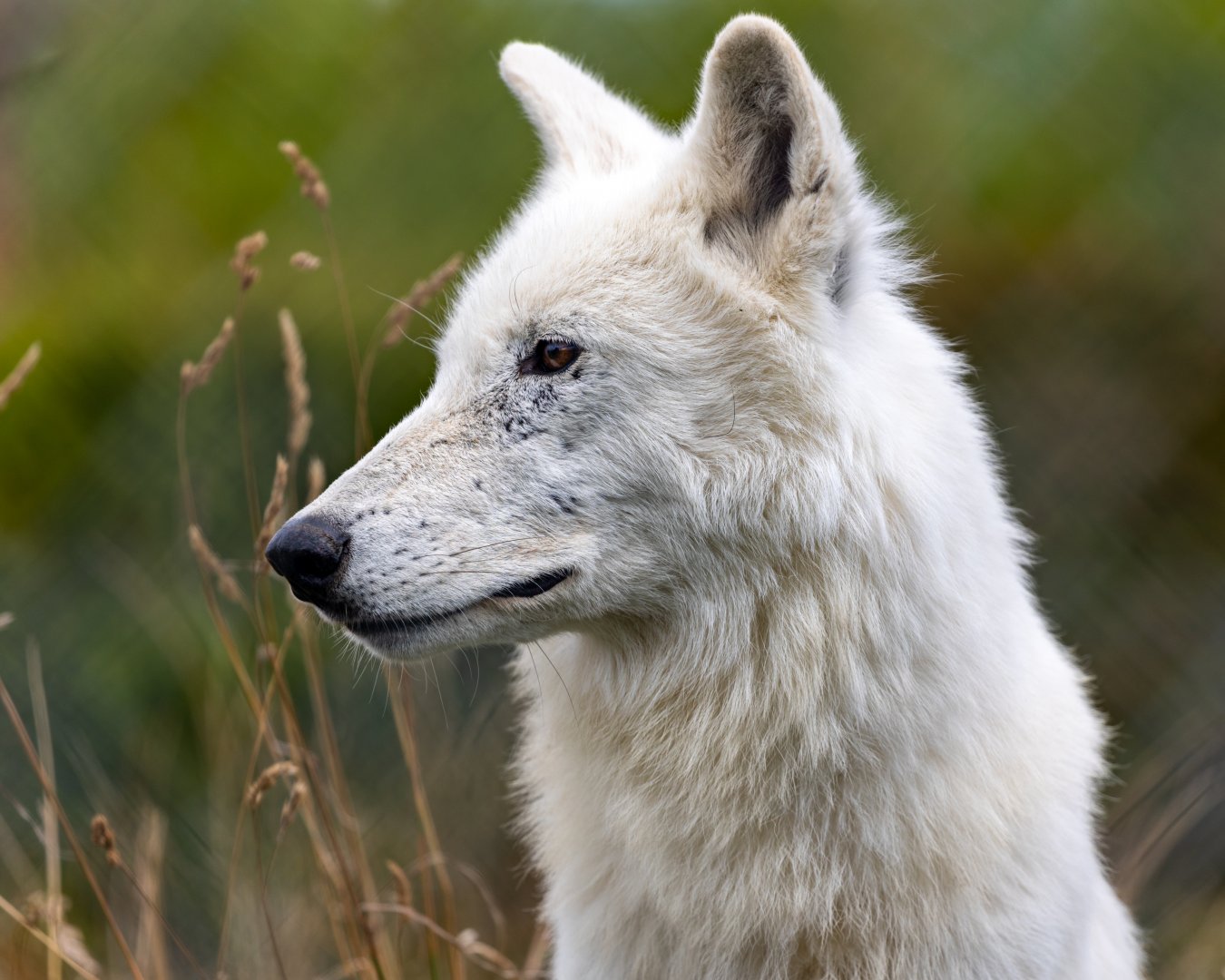 Hudson Bay Wolf / Woodside Wildlife Park / 11-8-21