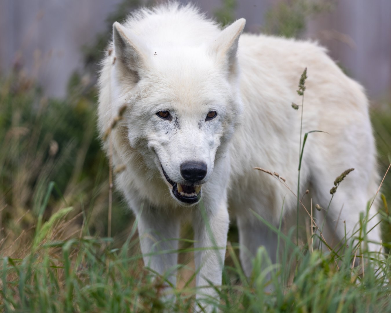 Hudson Bay Wolf  / Woodside Wildlife Park / 11-8-21