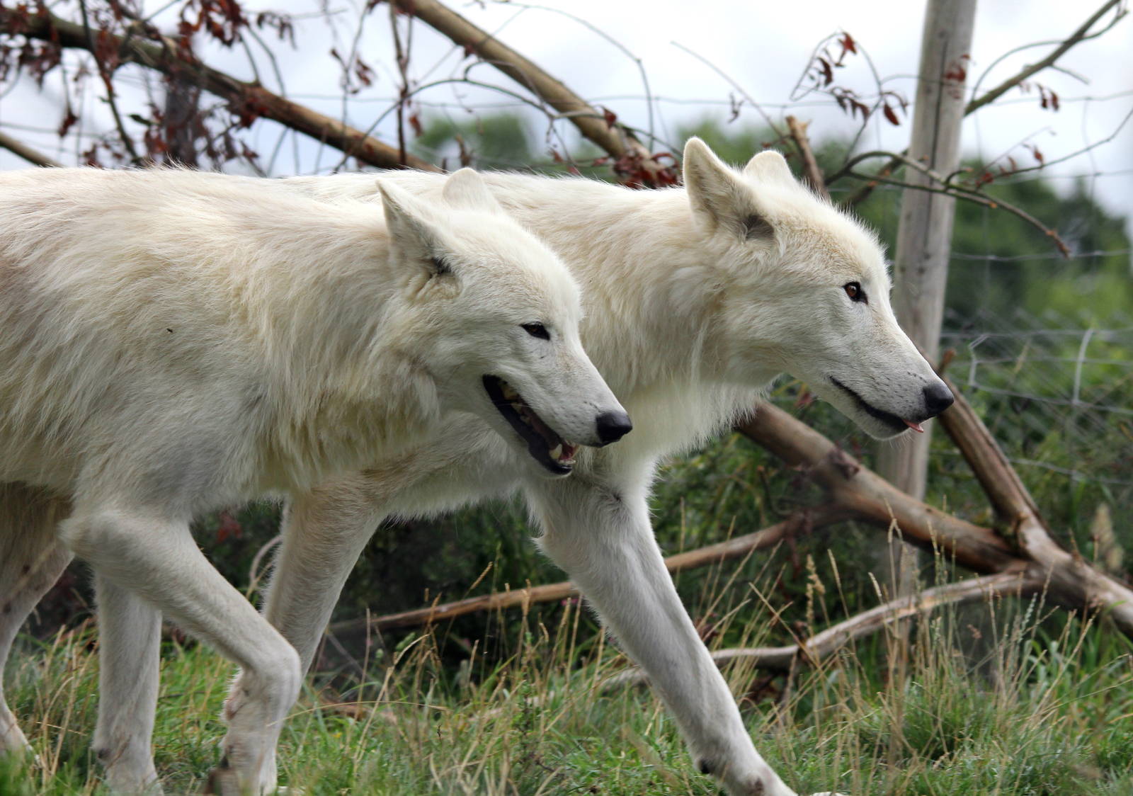 Hudson Bay wolves 15-8-14