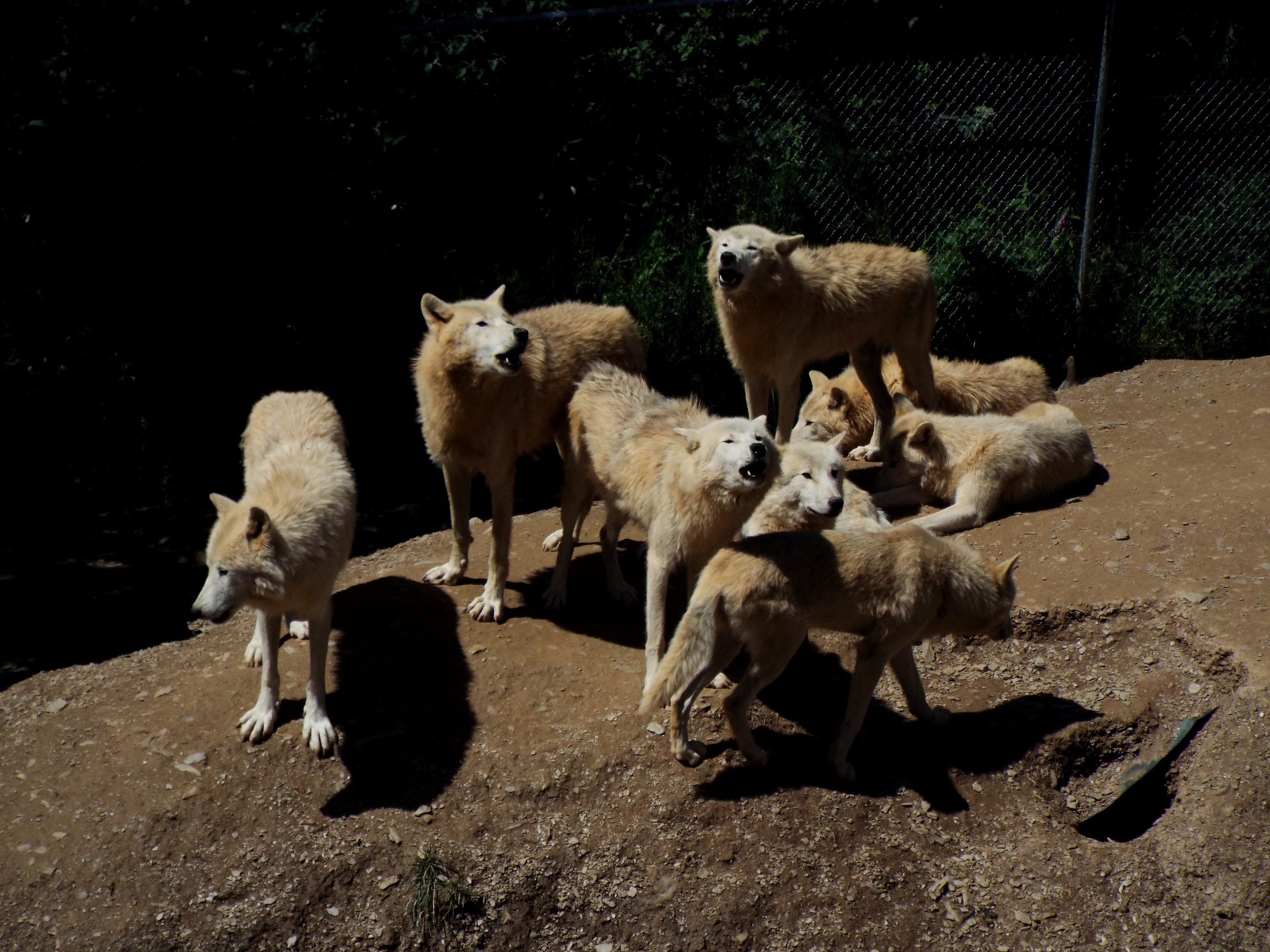 Hudson Bay Wolves CMWDP