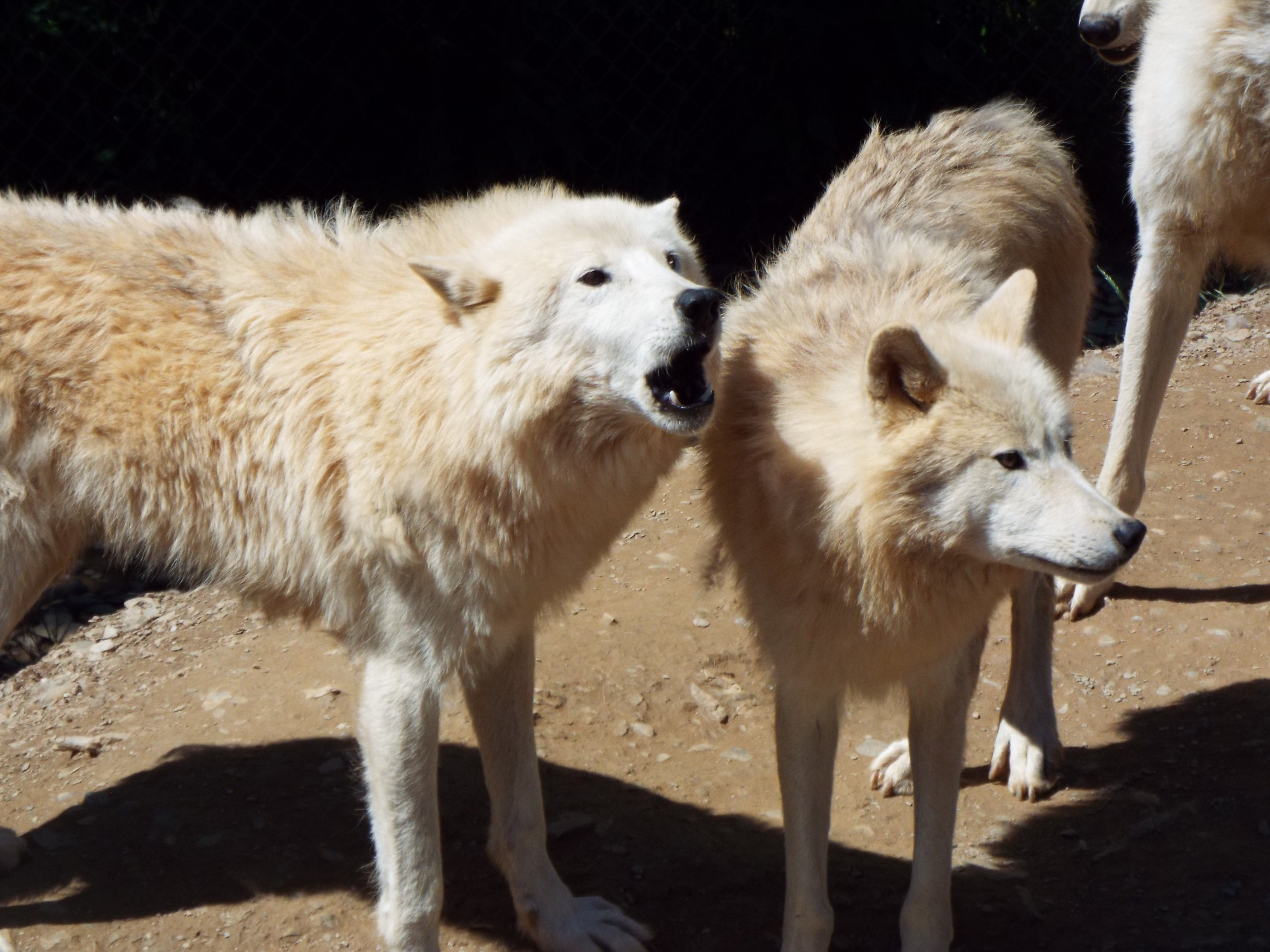 Hudson Bay Wolves CMWDP