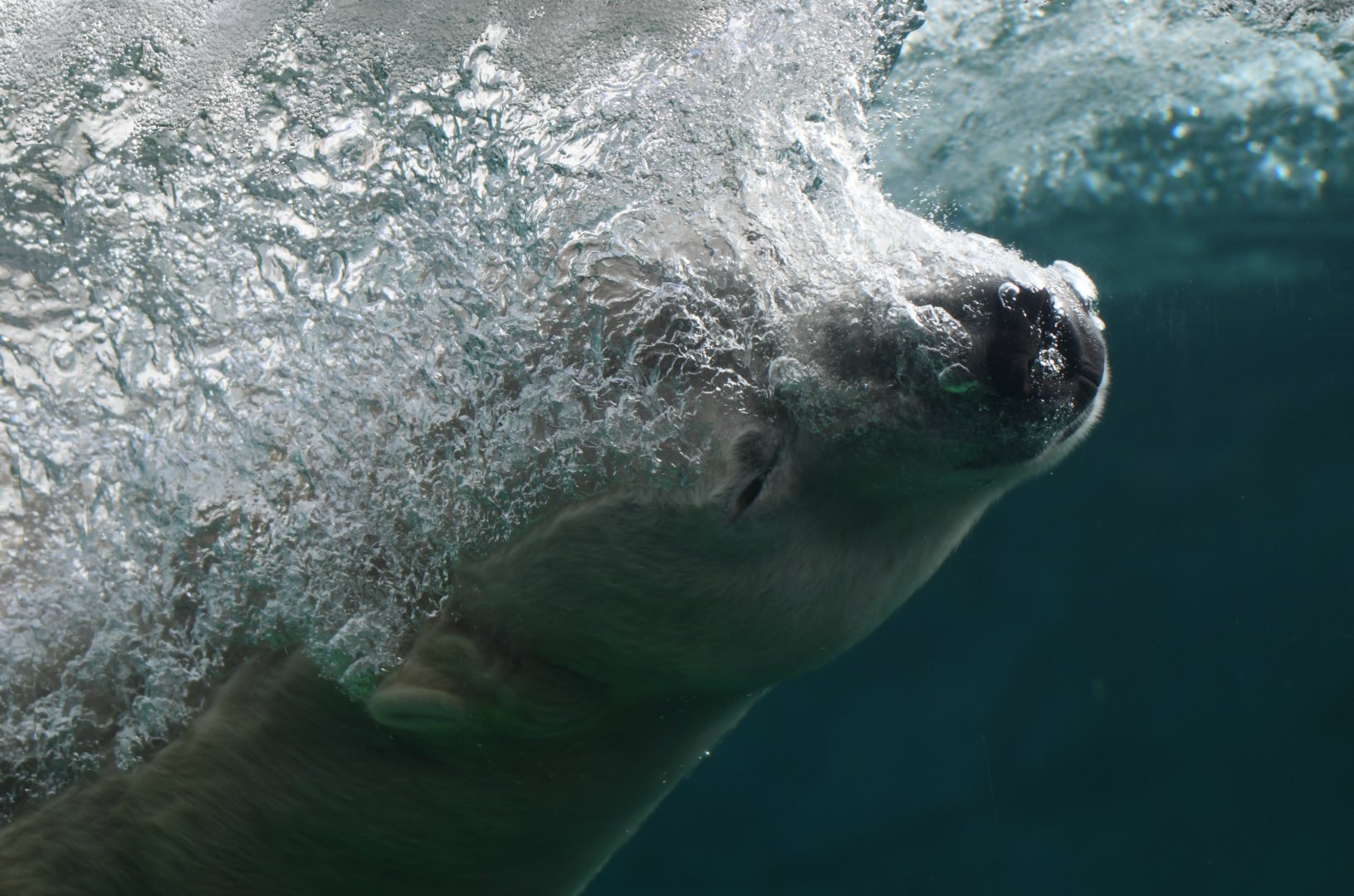 Hudson diving into the pool - 1/7/20