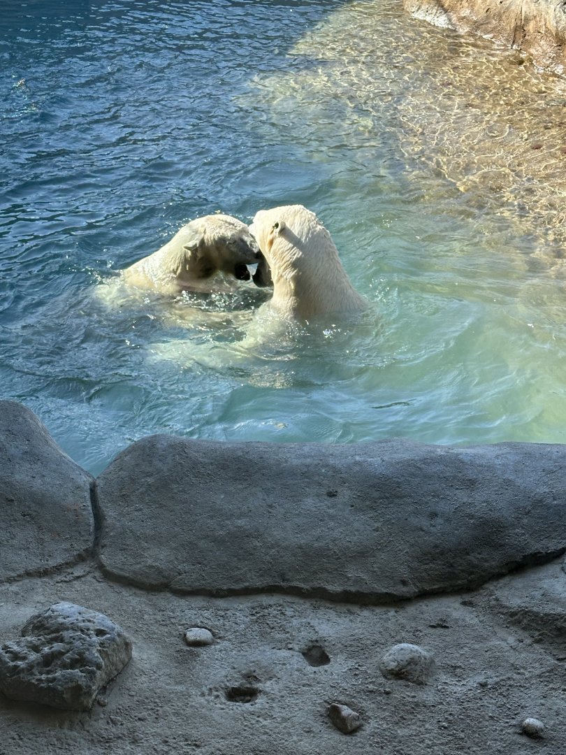 Hudson (R) and Juno (L)