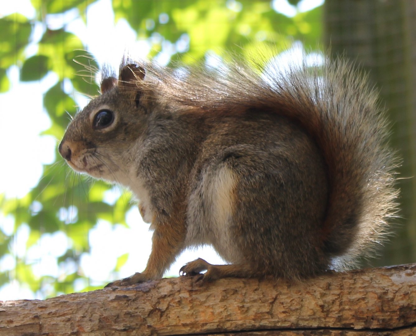 Hudson squirrel
