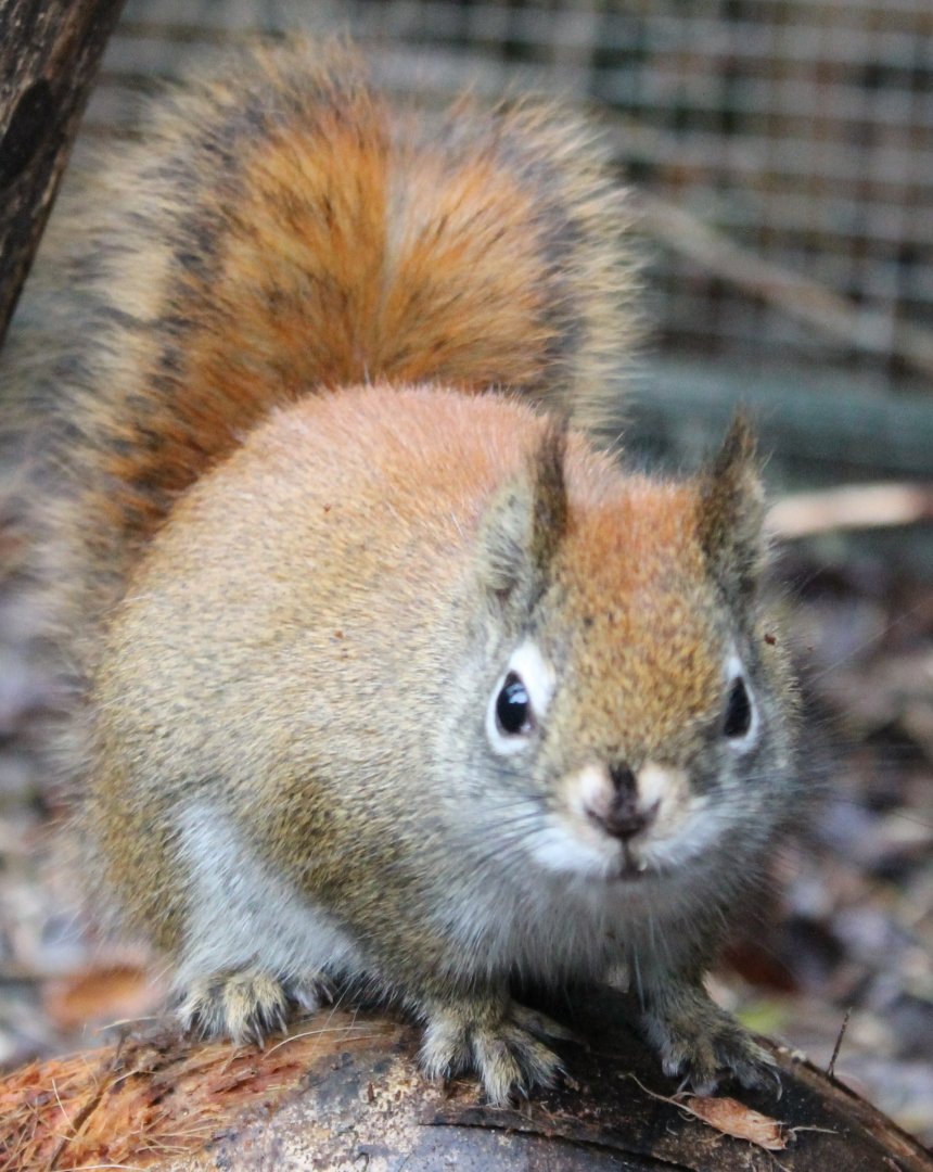Hudson Squirrel