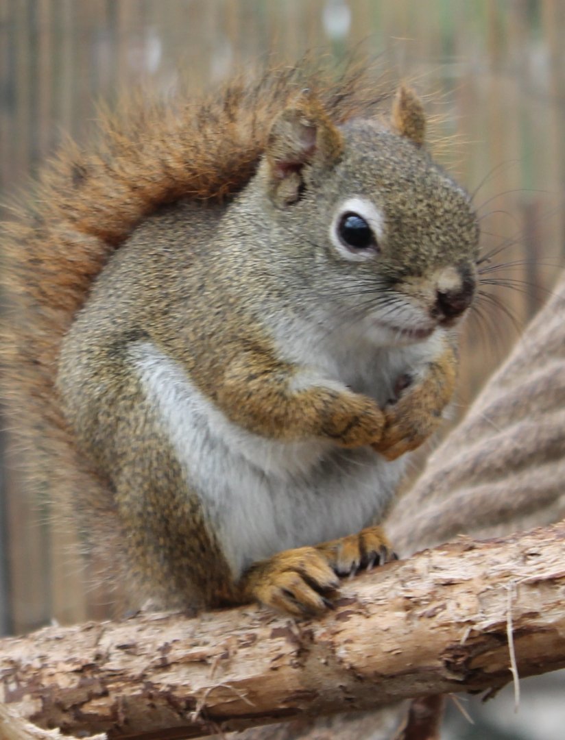 Hudson squirrel