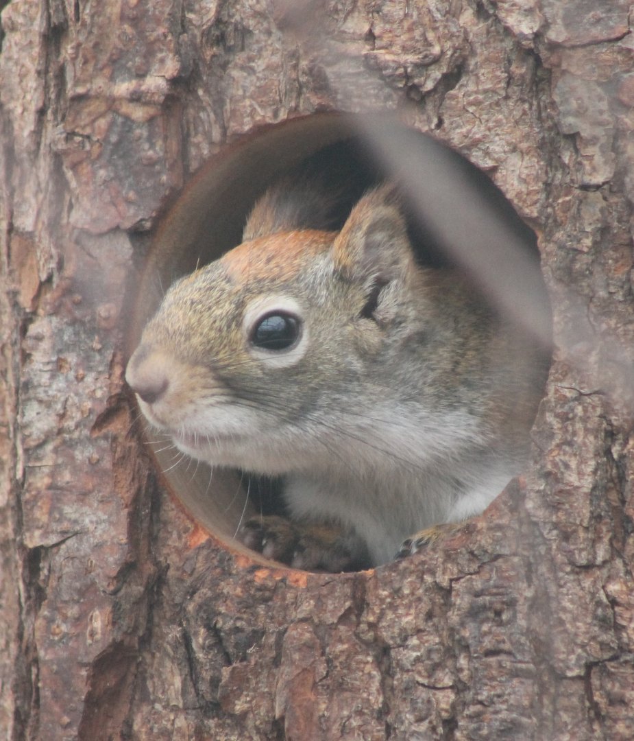 Hudson squirrel