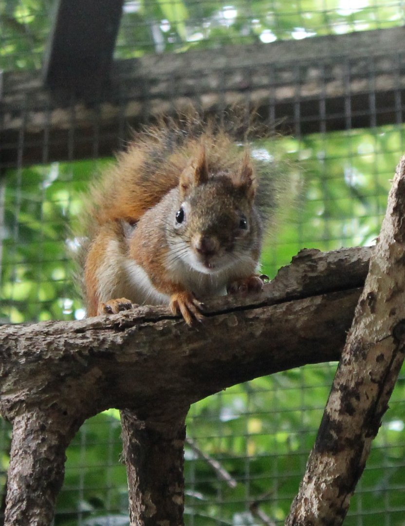 Hudson squirrel