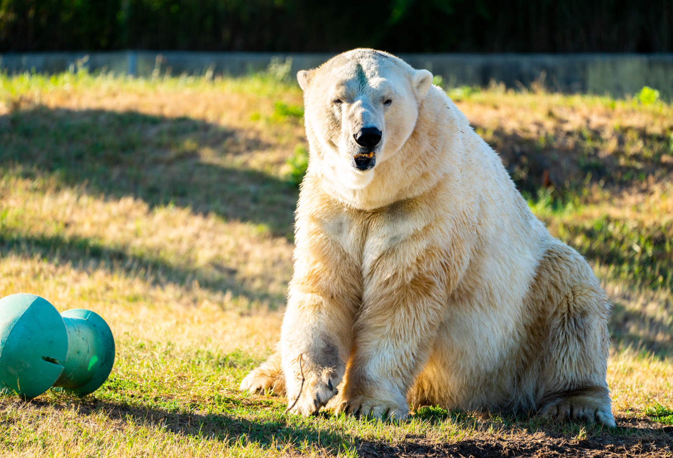 Hudson the male Polar Bear