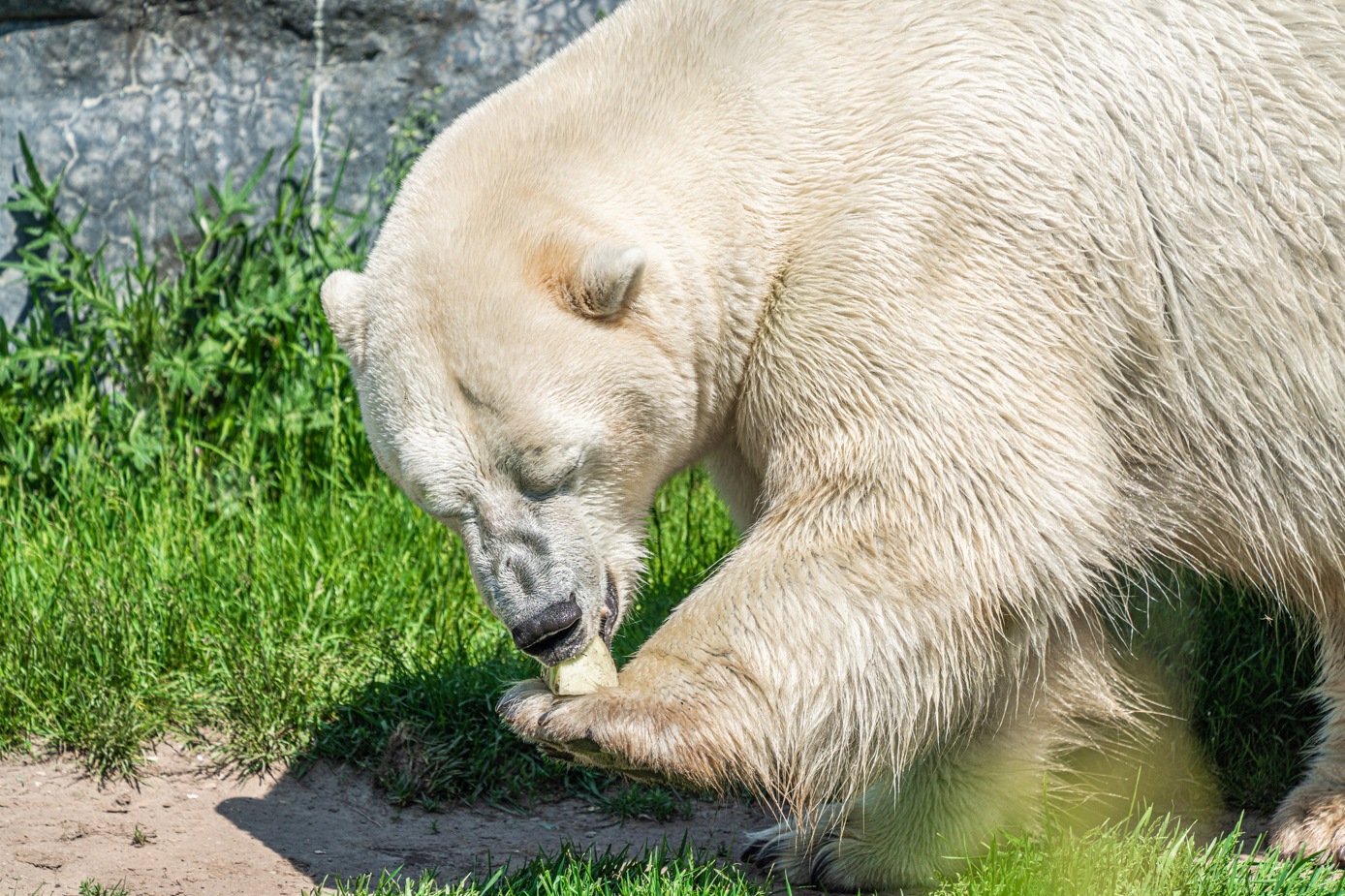 Hudson the male Polar Bear