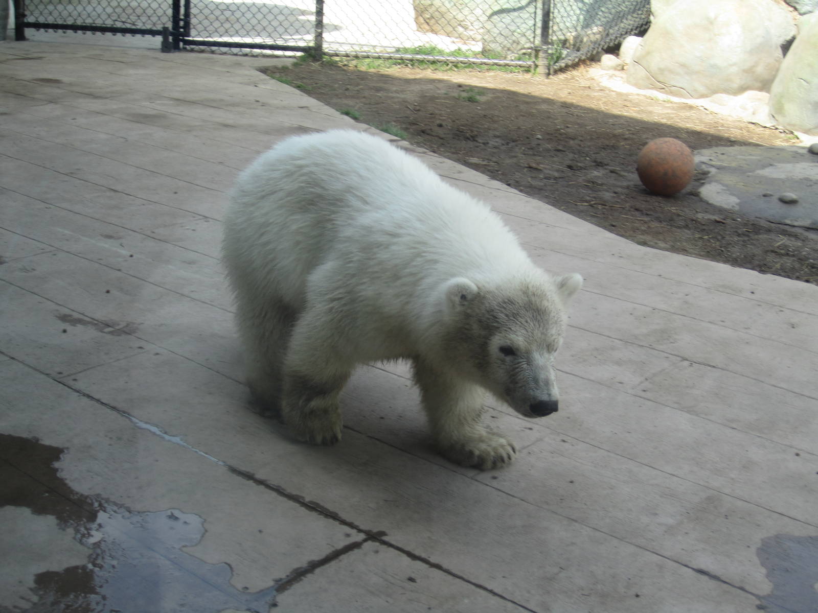 Hudson the Polar Bear