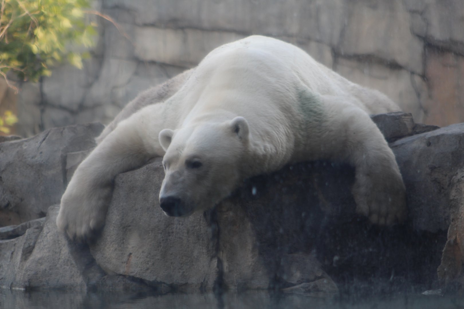 Hudson the Tired Polar Bear - Great Bear Wilderness