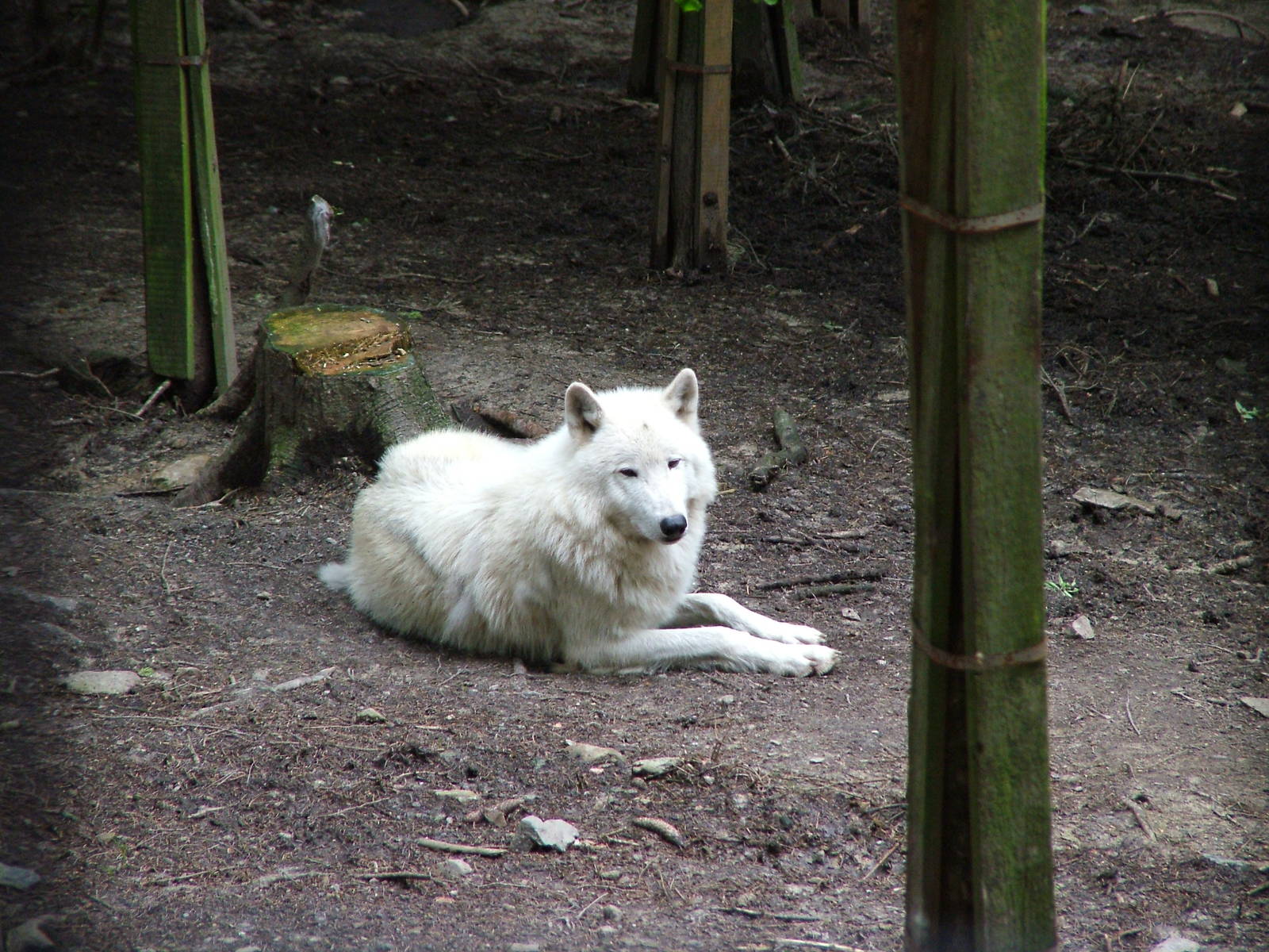 Hudson Wolf at Olomouc 30/05/10