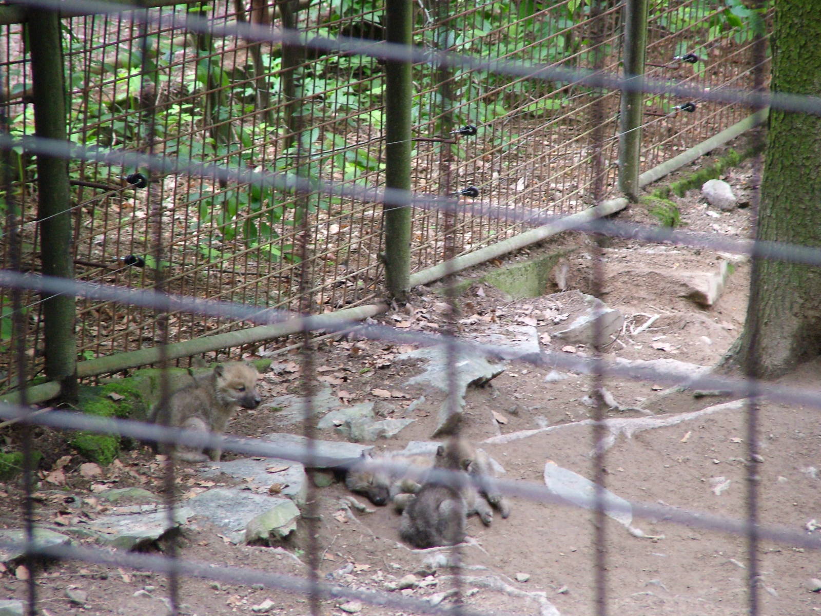 Hudson Wolf Pups at Olomouc 30/05/10