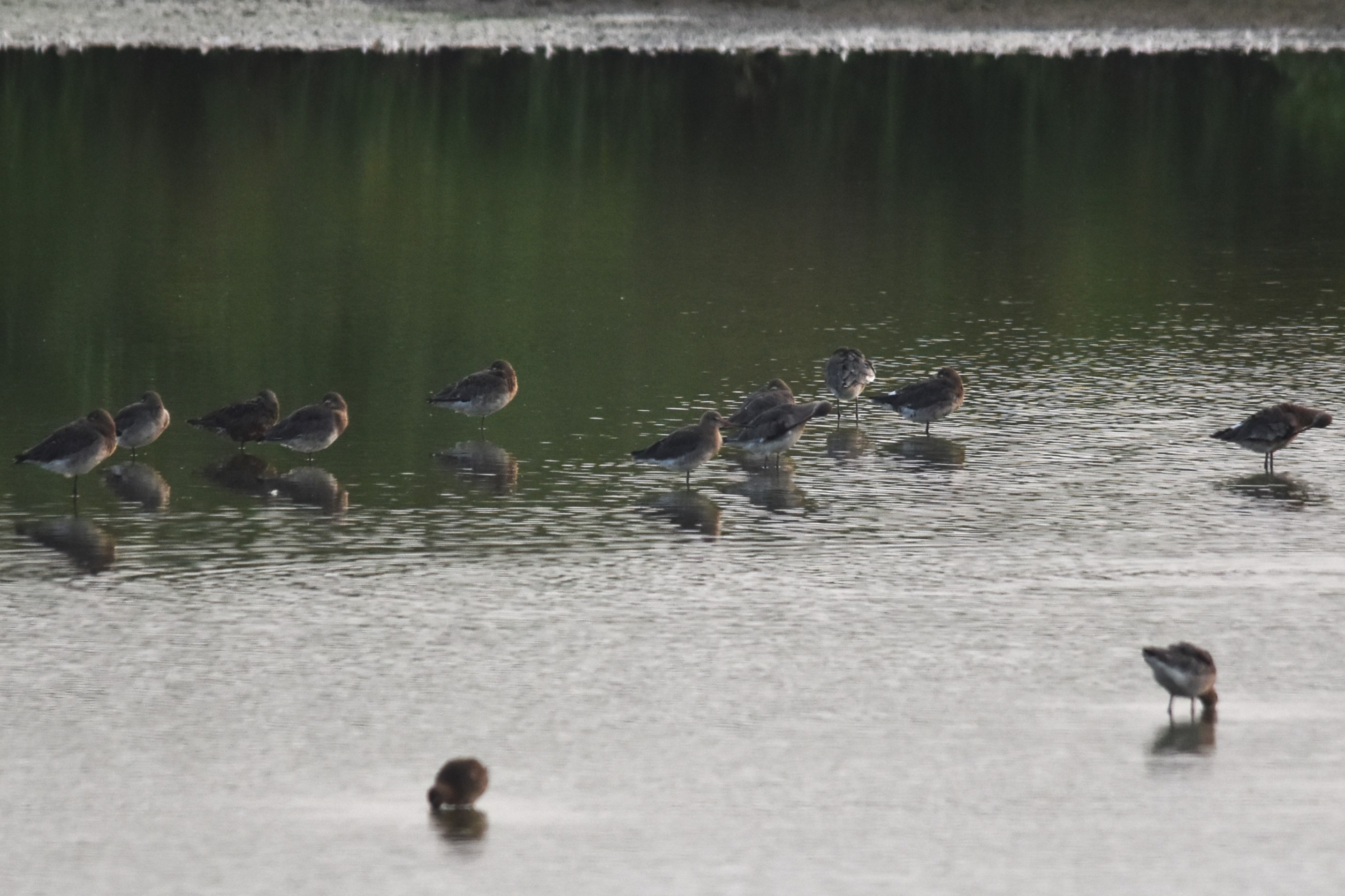 Hudsonian Godwit Among the Black-taileds at RSPB Burton Mere, 18th August 2024