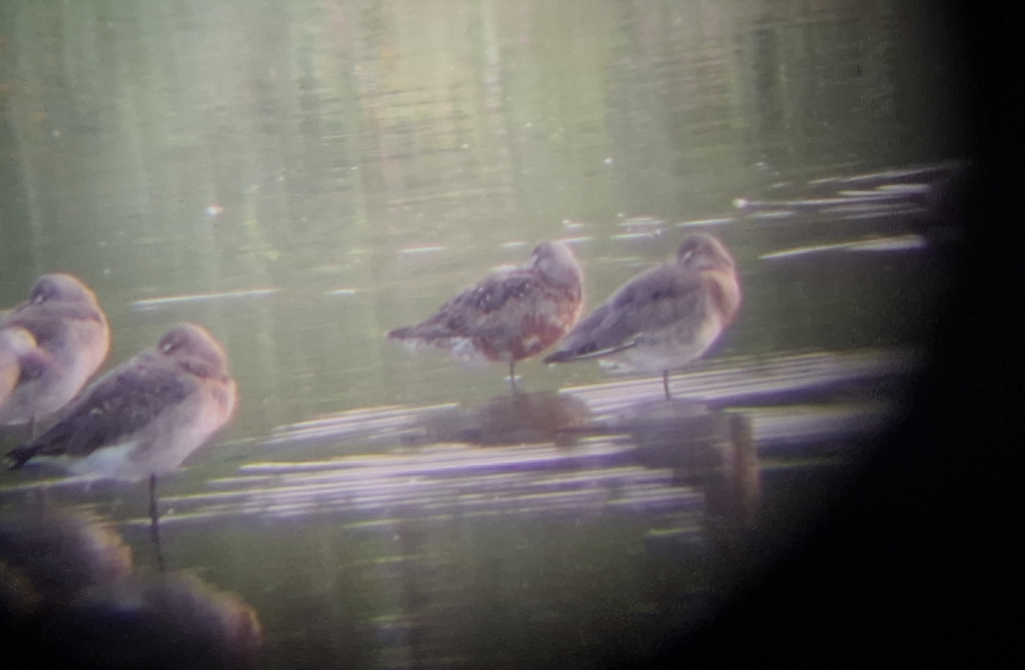 Hudsonian Godwit Among the Black-taileds at RSPB Burton Mere, 18th August 2024