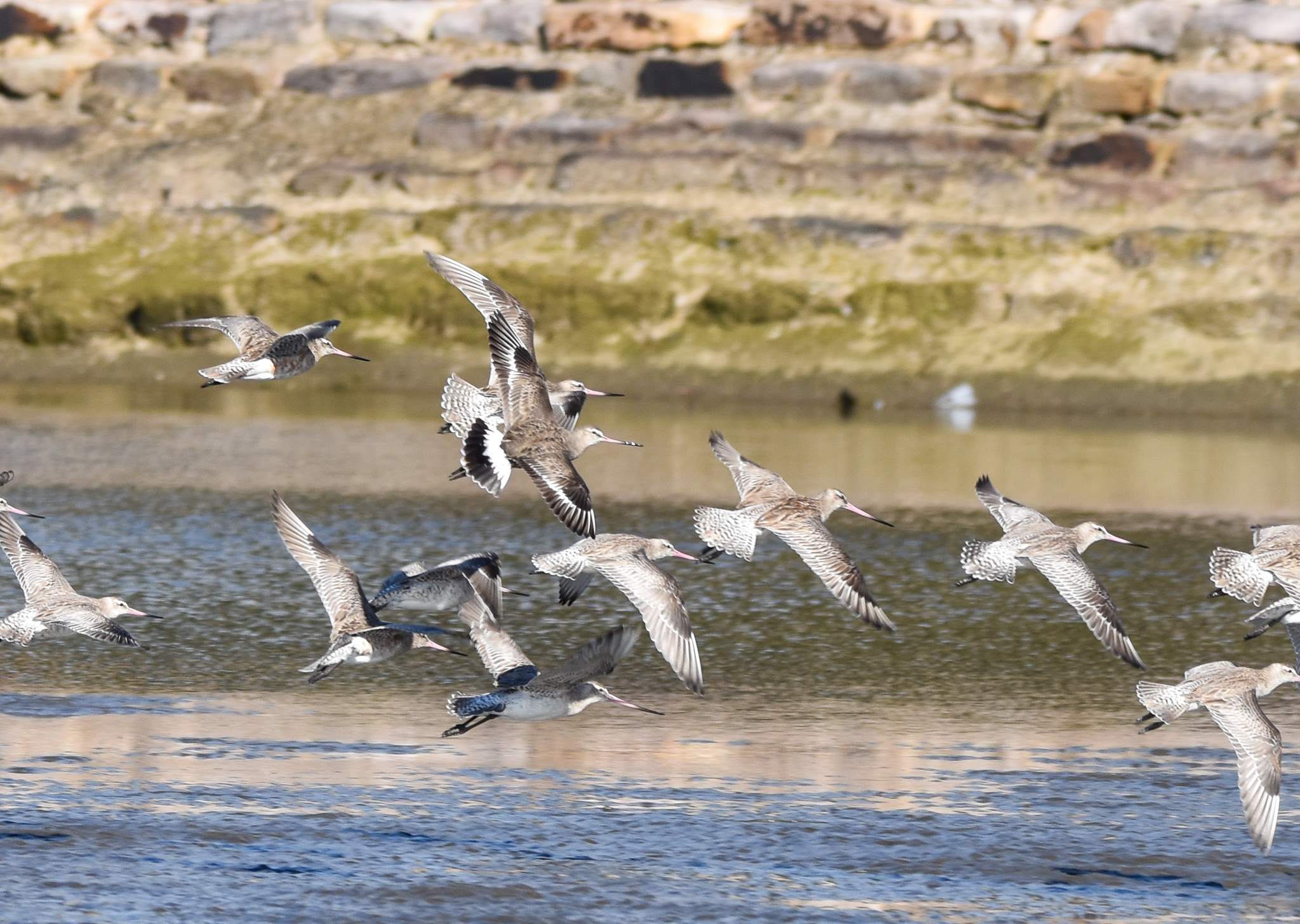 Hudsonian Godwit (centre) among Bar-tailed Godwits