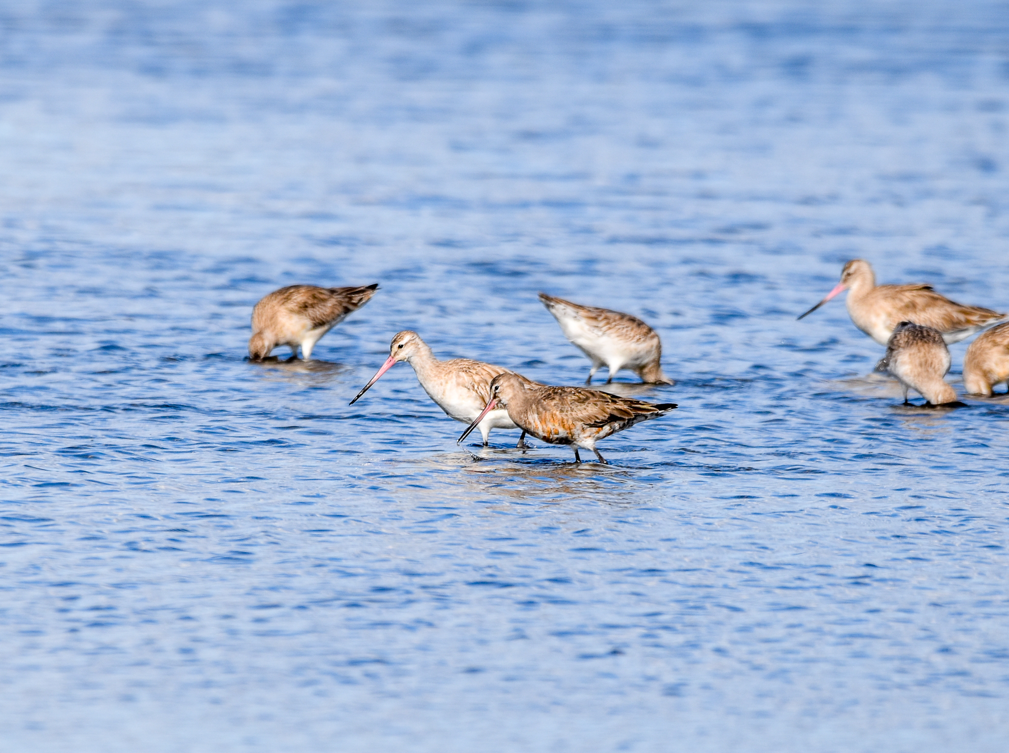 Hudsonian Godwit (in front) and Bar-tailed Godwits (behind)