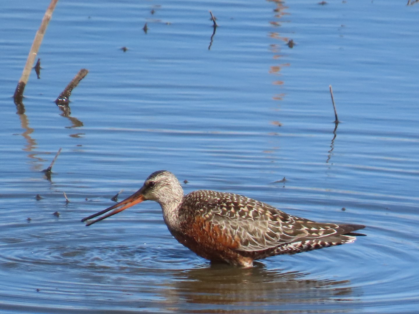 Hudsonian Godwit (Limosa haemastica)