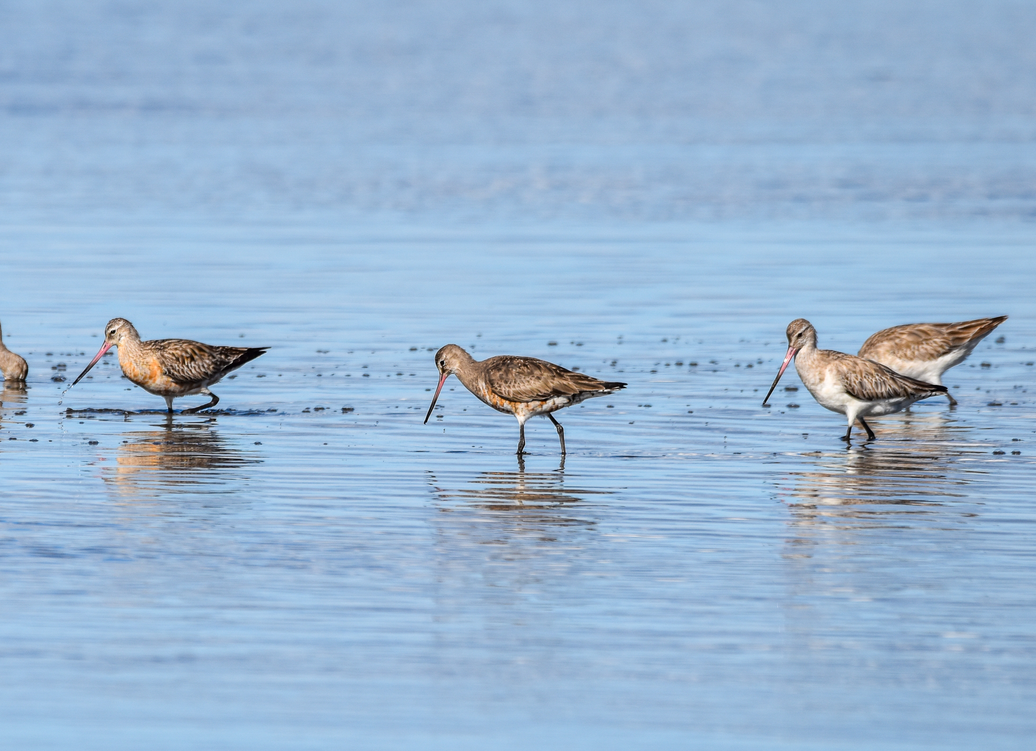 Hudsonian Godwit - vagrant for Australia