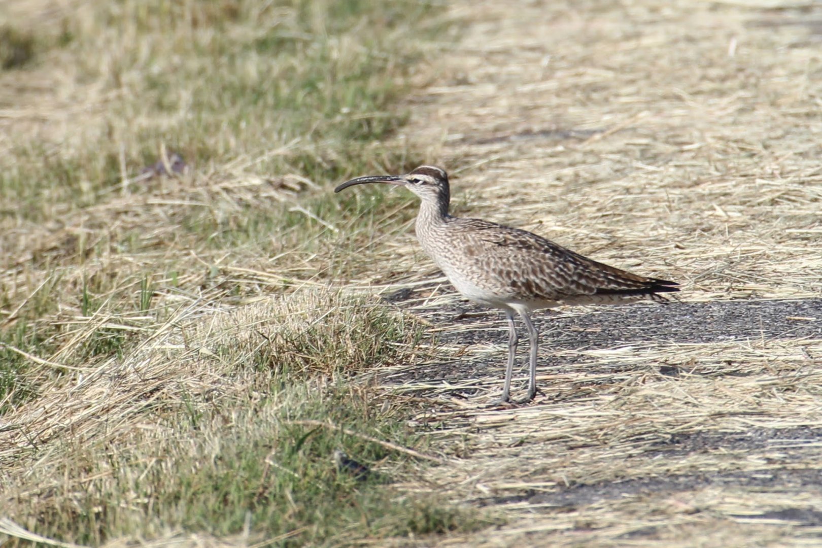 Hudsonian Whimbrel