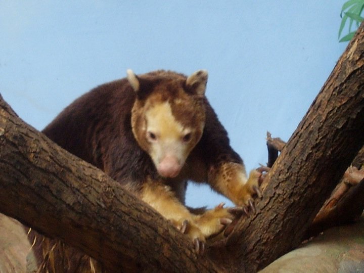 Huen, the male Tree Kangaroo.
