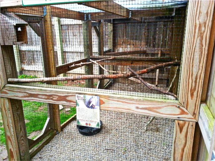 Hueston Woods Nature Center - American Kestrel Exhibit