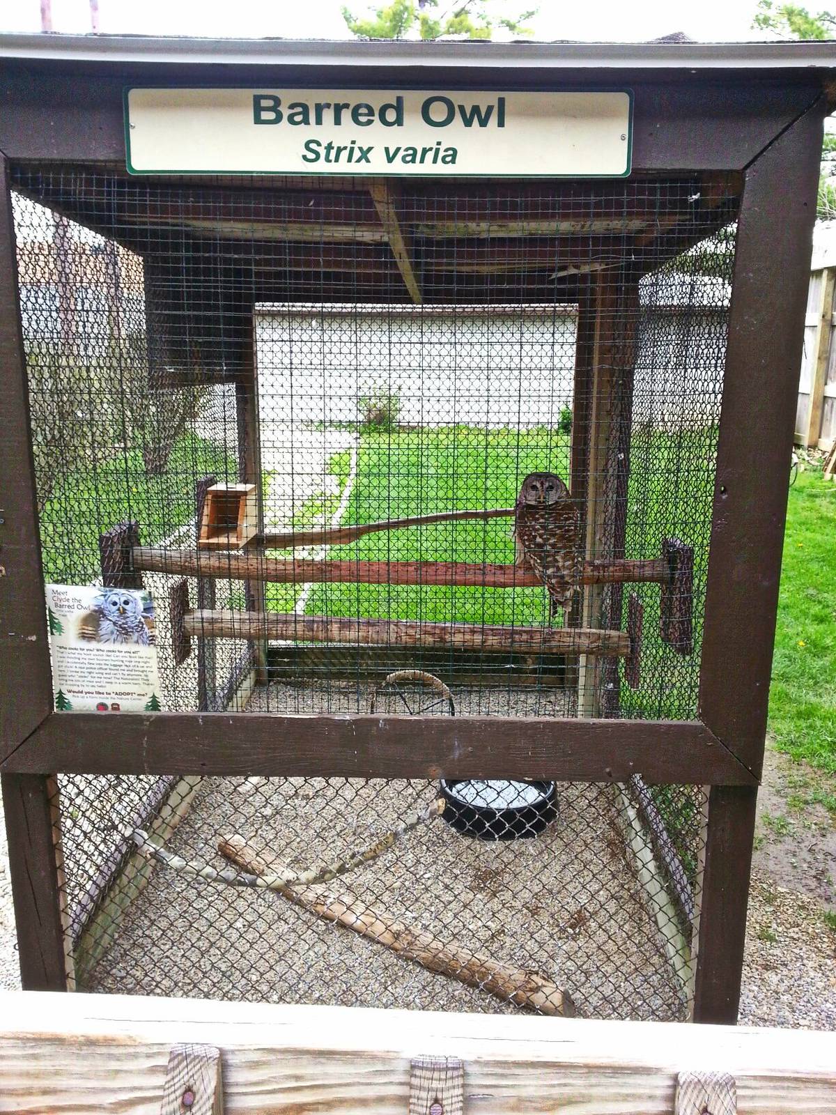 Hueston Woods Nature Center - Barred Owl Exhibit
