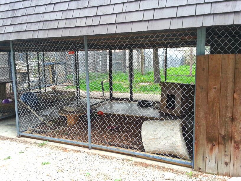 Hueston Woods Nature Center - Bobcat Exhibit 2