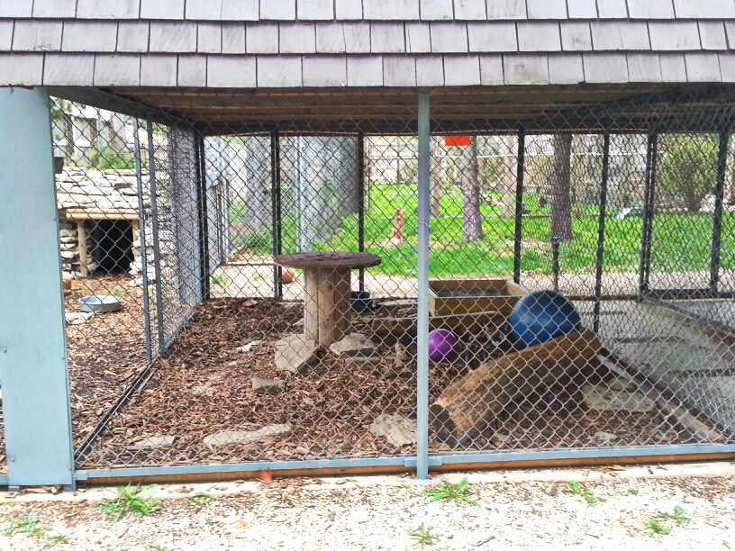 Hueston Woods Nature Center - Cougar Exhibit 1