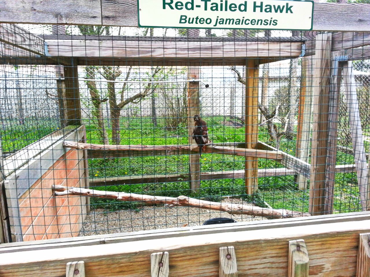 Hueston Woods Nature Center - Red-tailed Hawk Exhibit
