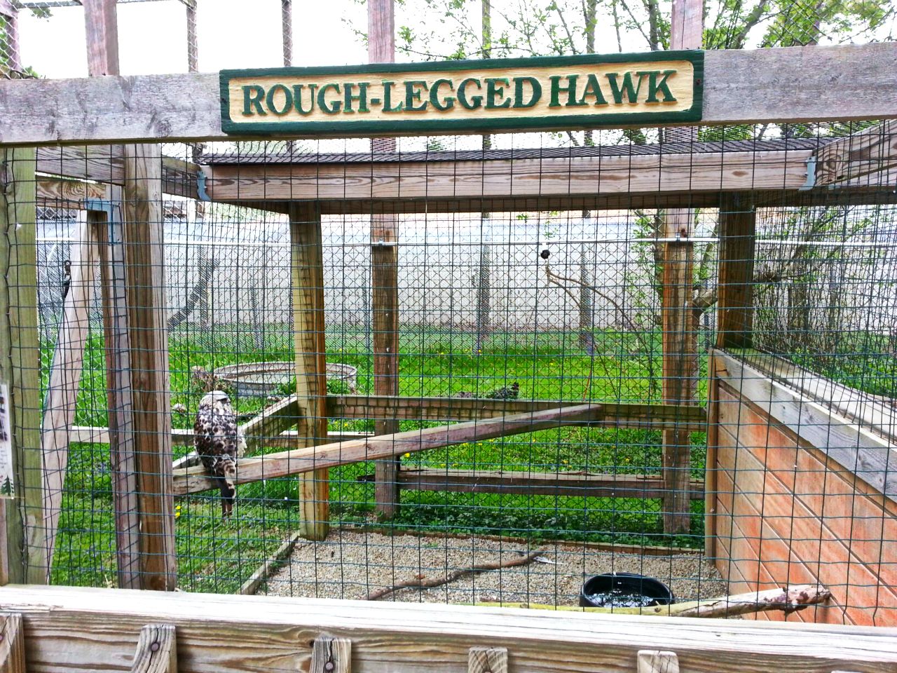 Hueston Woods Nature Center- Rough-legged Hawk Exhibit