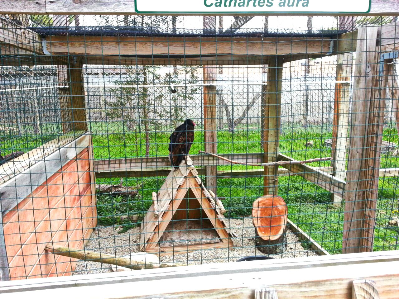 Hueston Woods Nature Center - Turkey Vulture Exhibit