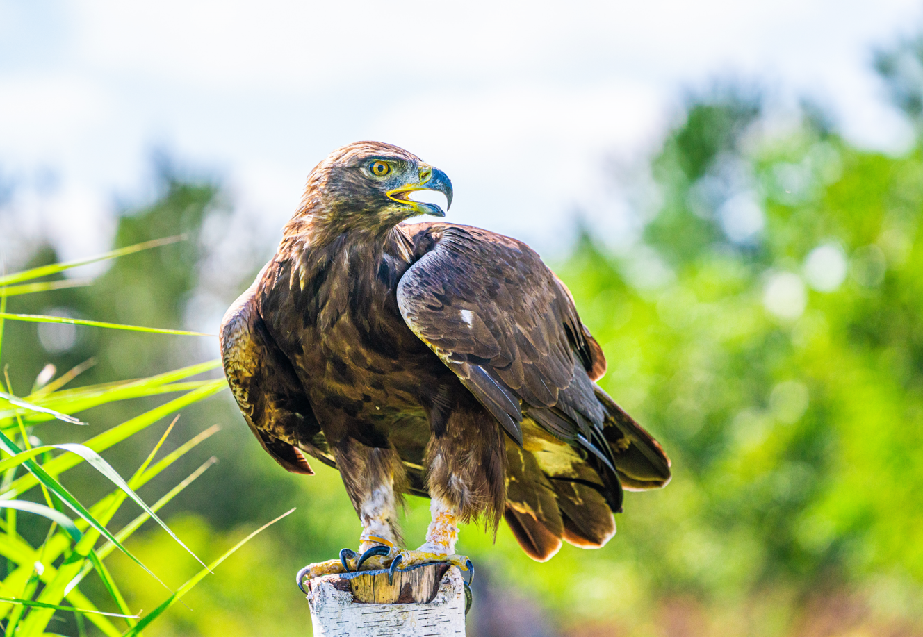 Huey the male Golden Eagle