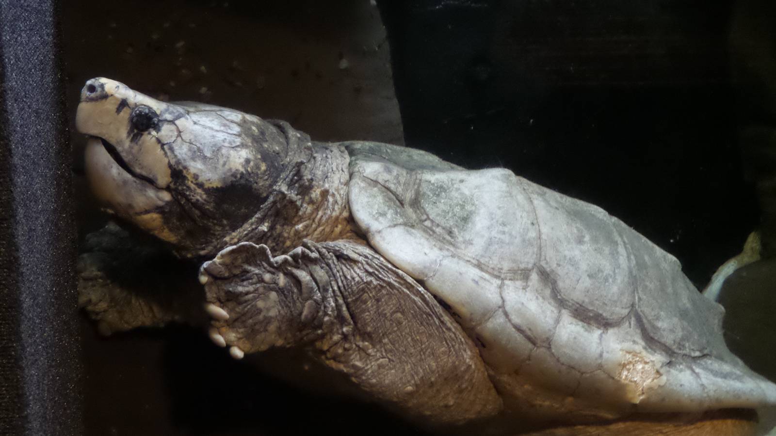 Huge Alligator Snapper