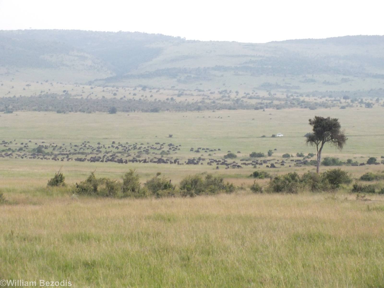 Huge Buffalo Herd - Maasai Mara