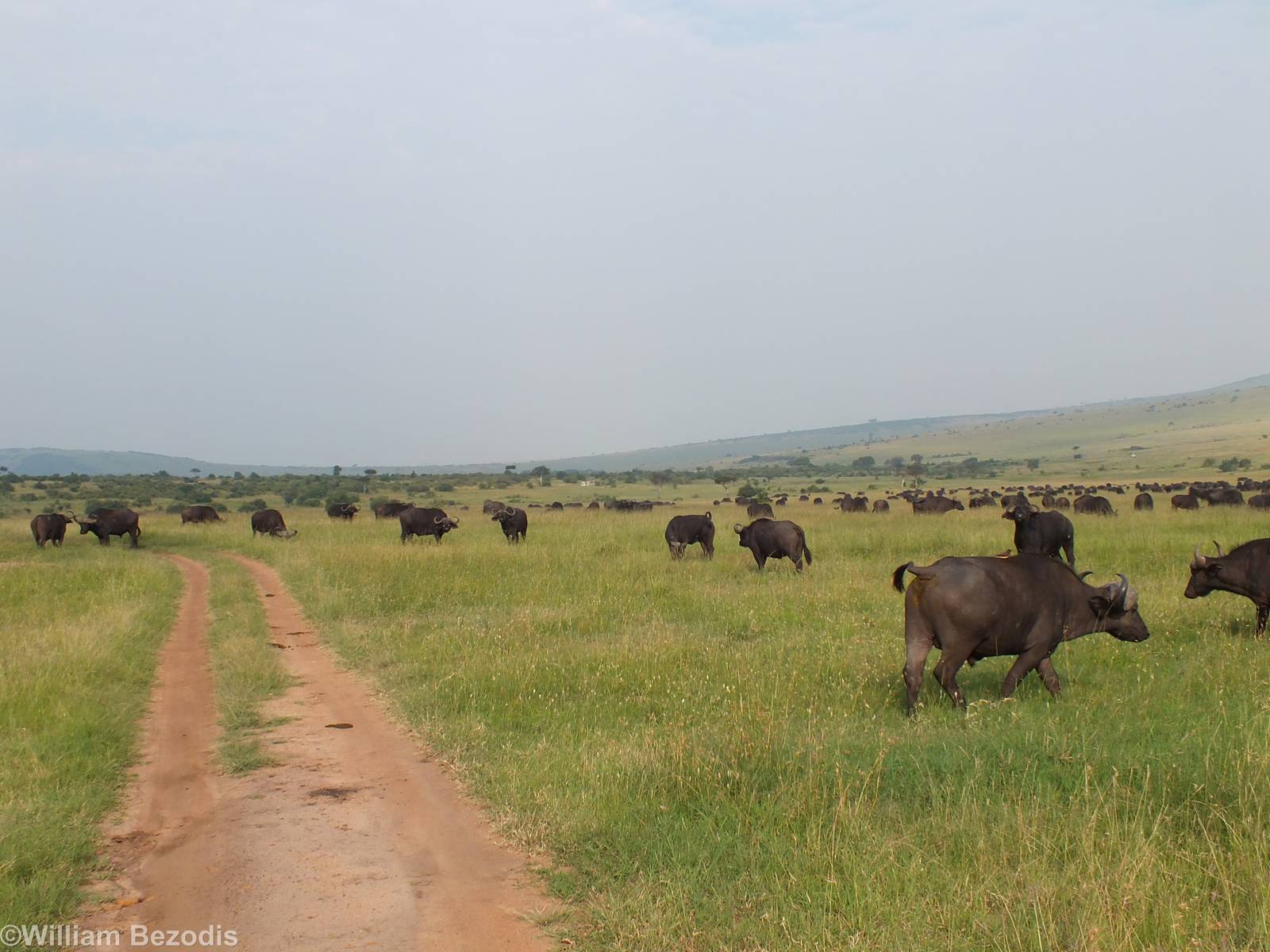 Huge Buffalo Herd- Maasai Mara