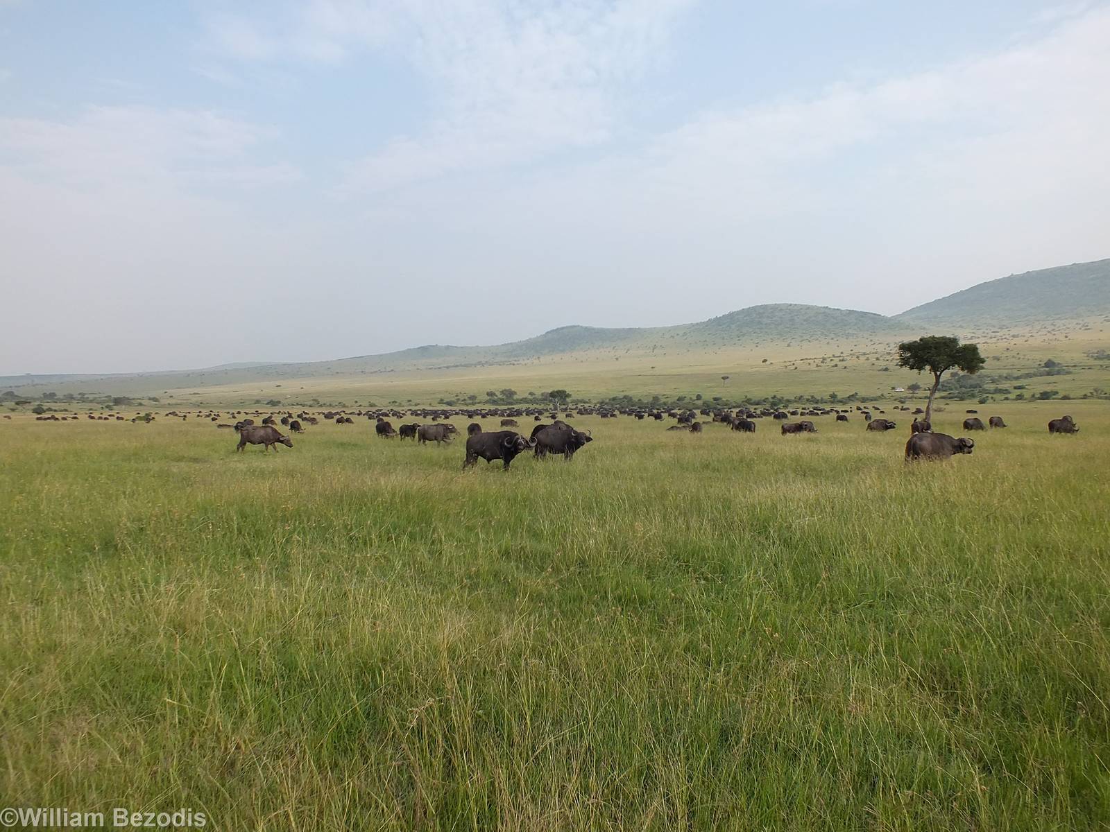 Huge Buffalo Herd - Maasai Mara