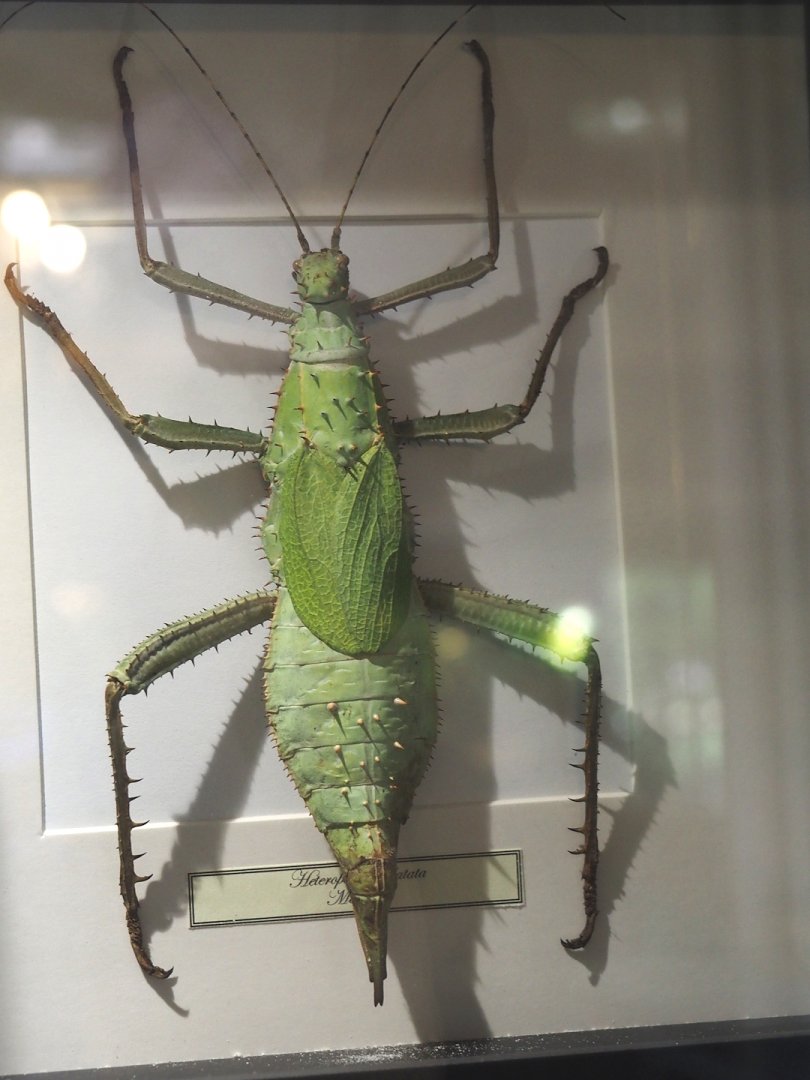 Huge dry-preserved specimen of a Malayan wood nymph (Heteropteryx dilatata), 2025-04-12
