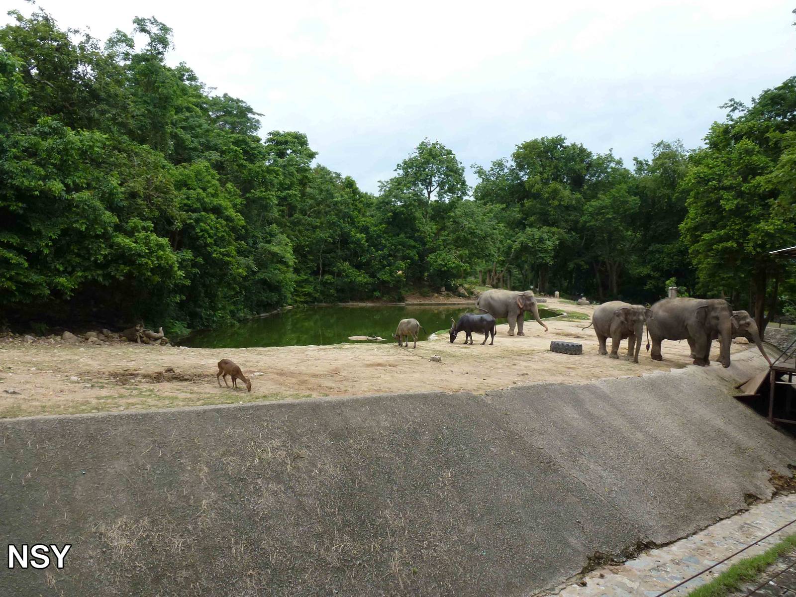 Huge elephant & ungulate enclosure, June 2013.
