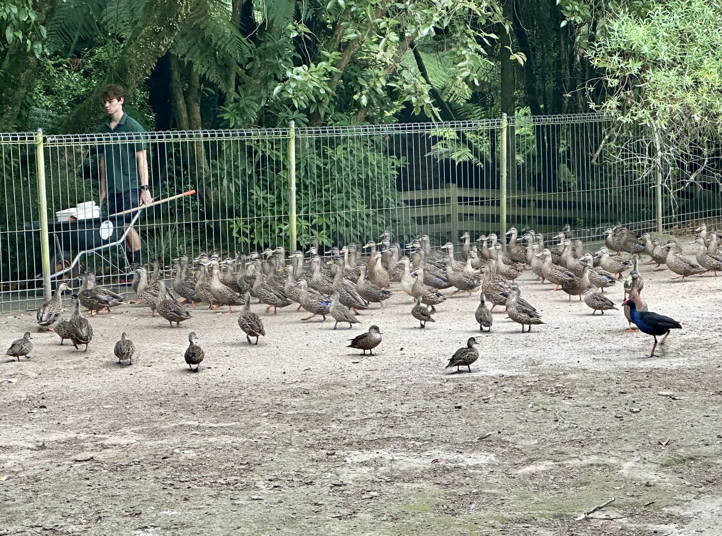 Huge Flock of Ducks Following Keeper