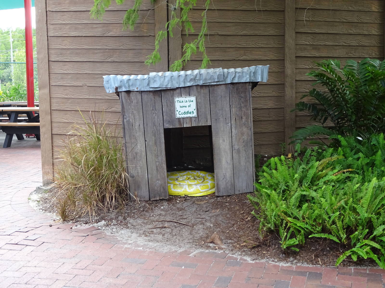 Huge Freeroaming Python at Gatorland
