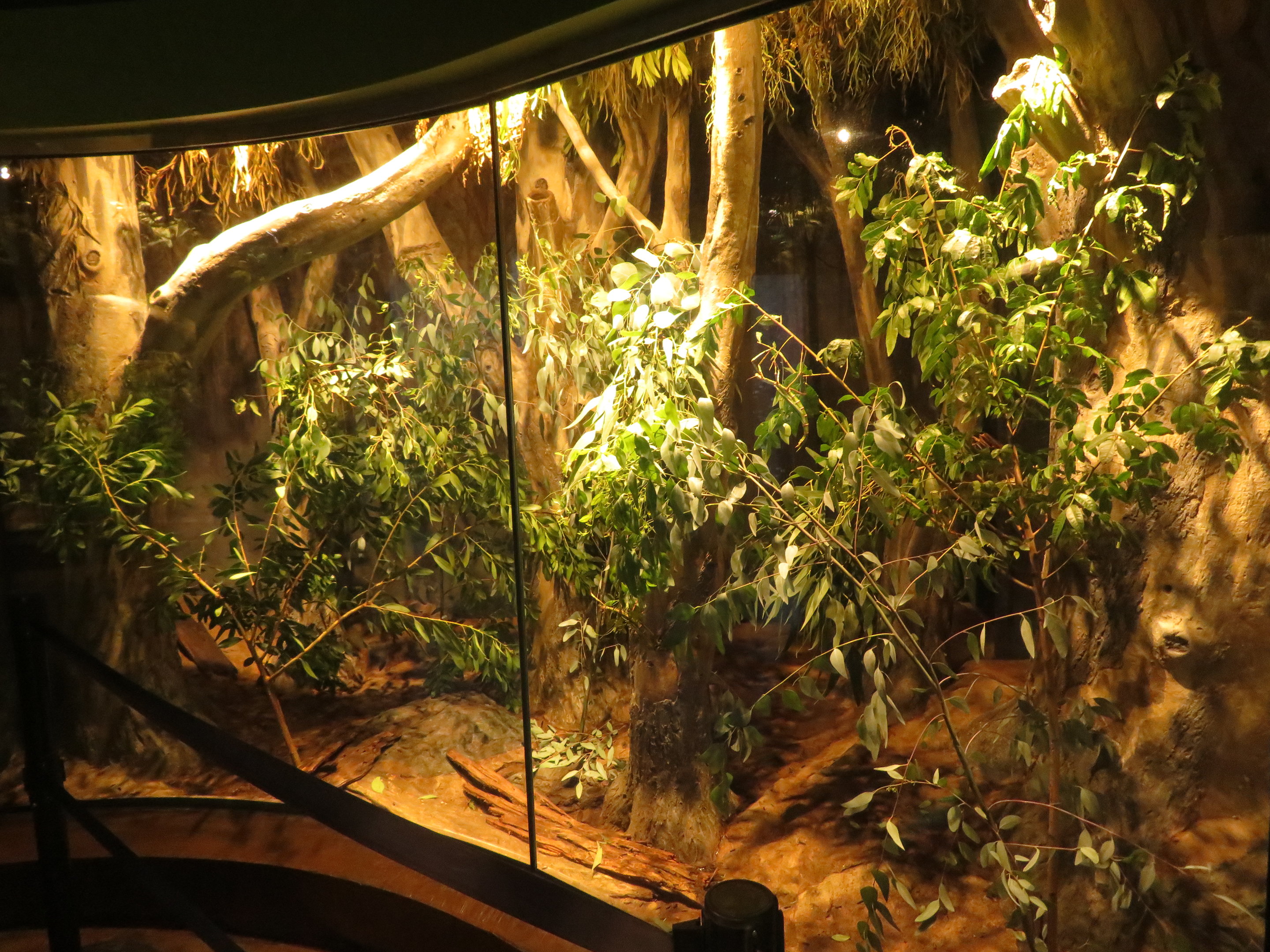 Huge Goliath Stick Insect Exhibit