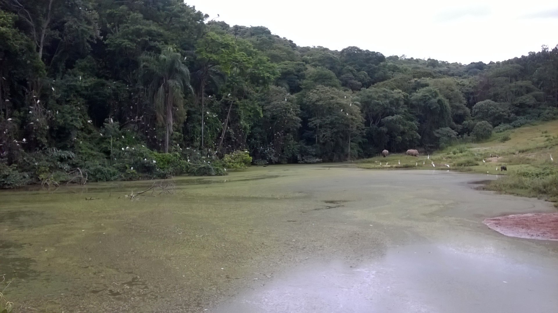 Huge group of wild egrets