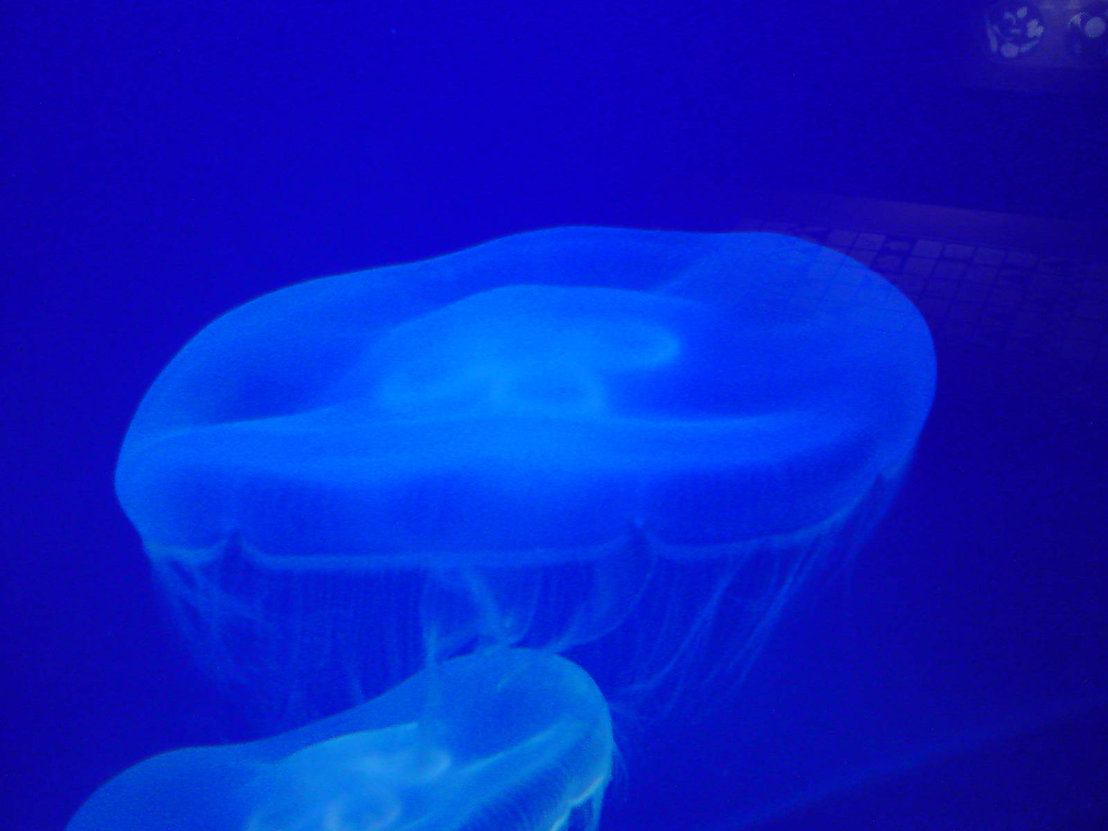 Huge jellies